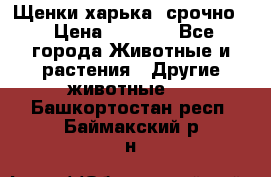 Щенки харька! срочно. › Цена ­ 5 000 - Все города Животные и растения » Другие животные   . Башкортостан респ.,Баймакский р-н